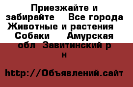 Приезжайте и забирайте. - Все города Животные и растения » Собаки   . Амурская обл.,Завитинский р-н